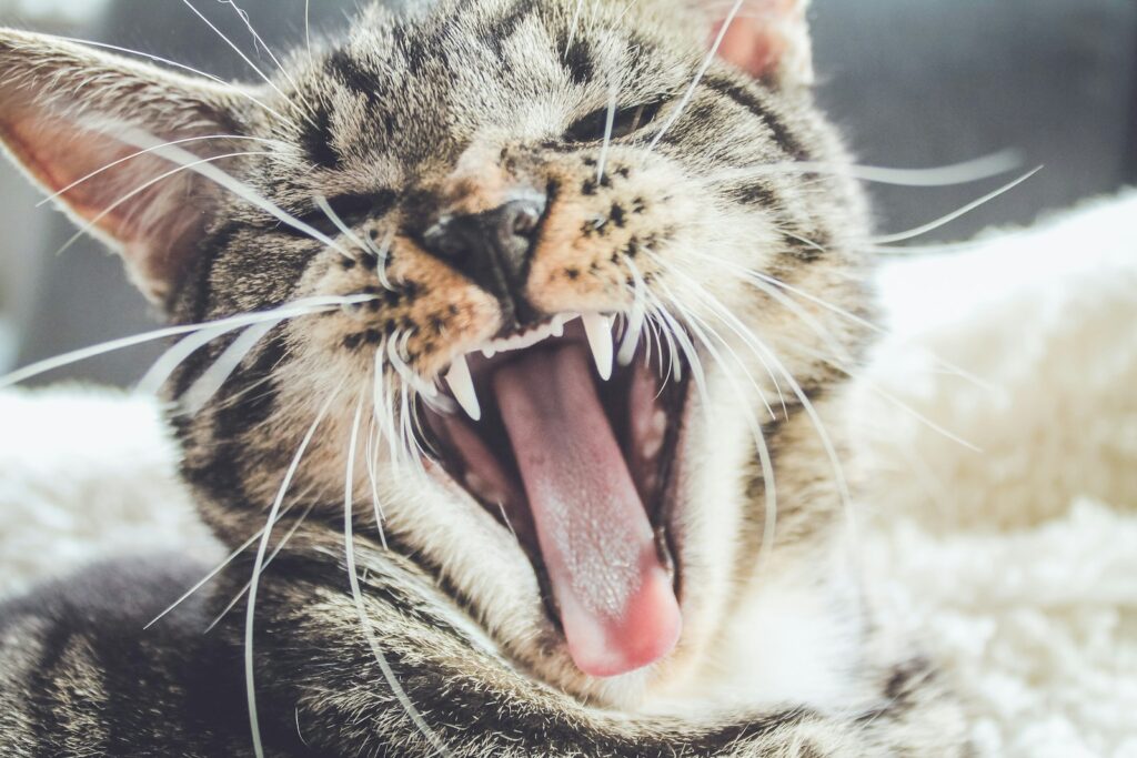cat dental disease