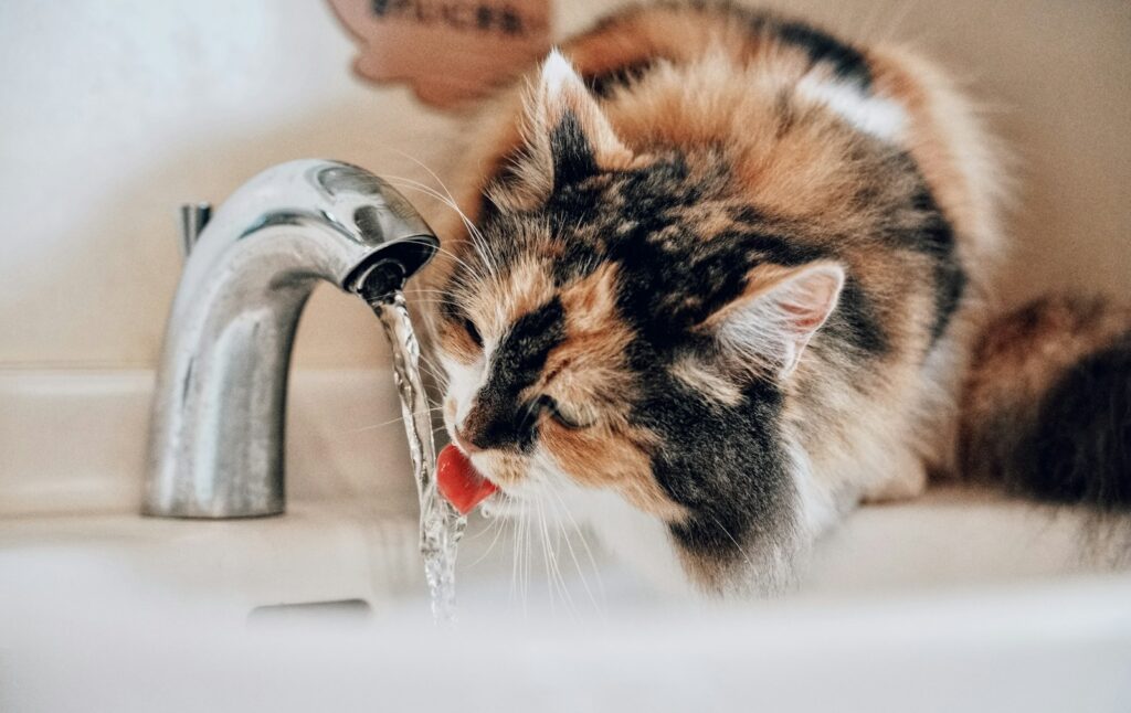 cat drinking water
