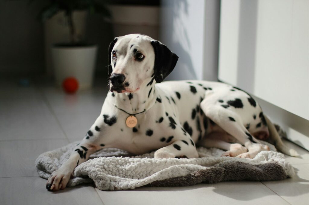 Dog Hot Spots
